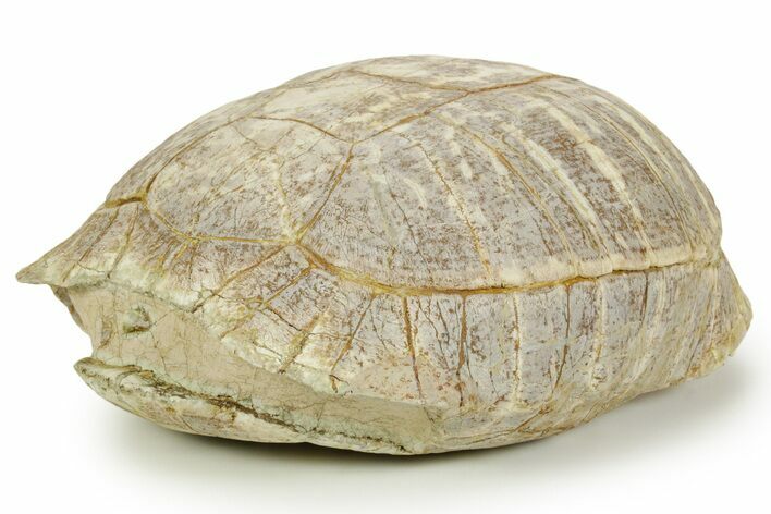Colorful Inflated Fossil Tortoise (Stylemys) - South Dakota #373007